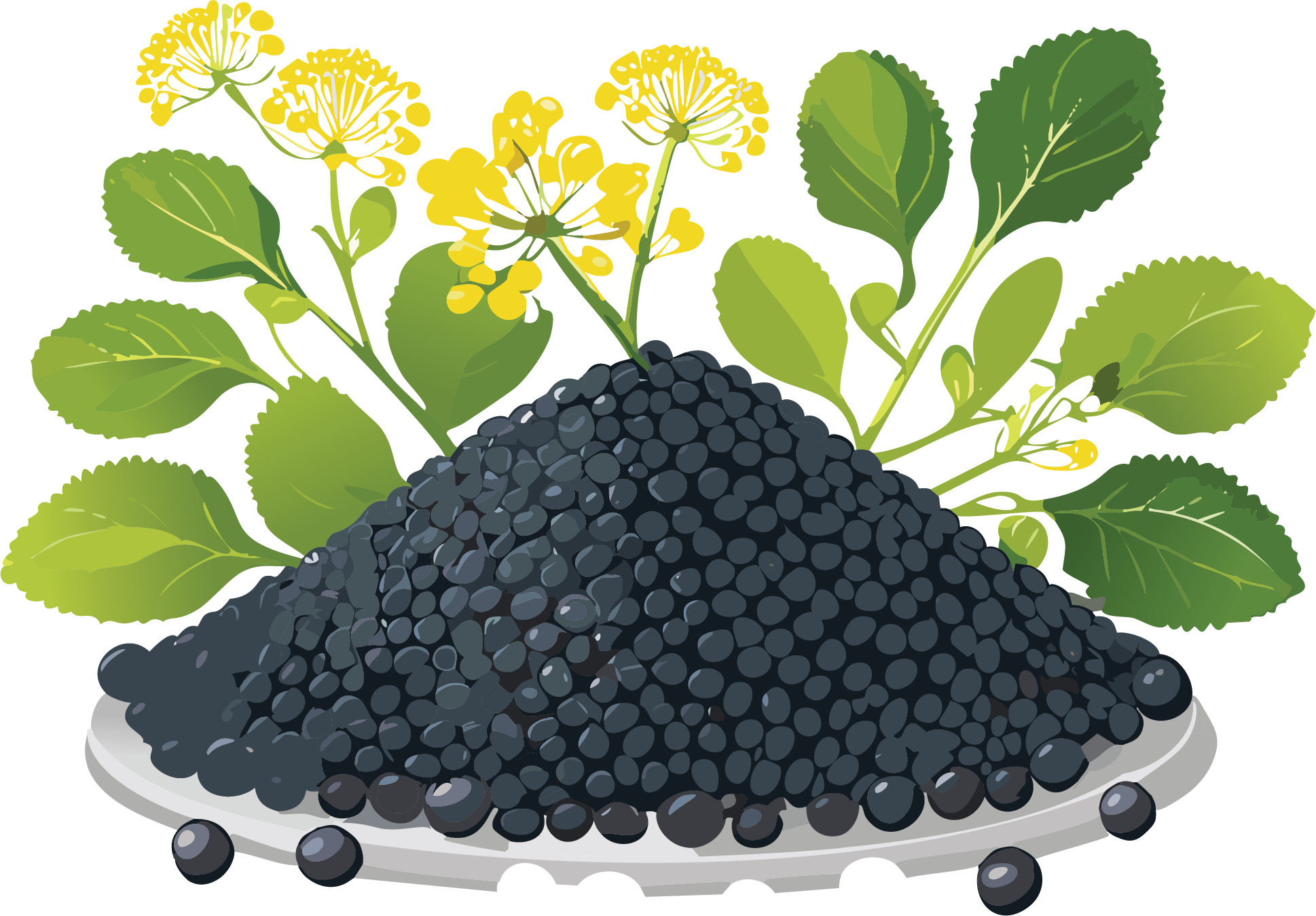 Black Mustard Seeds