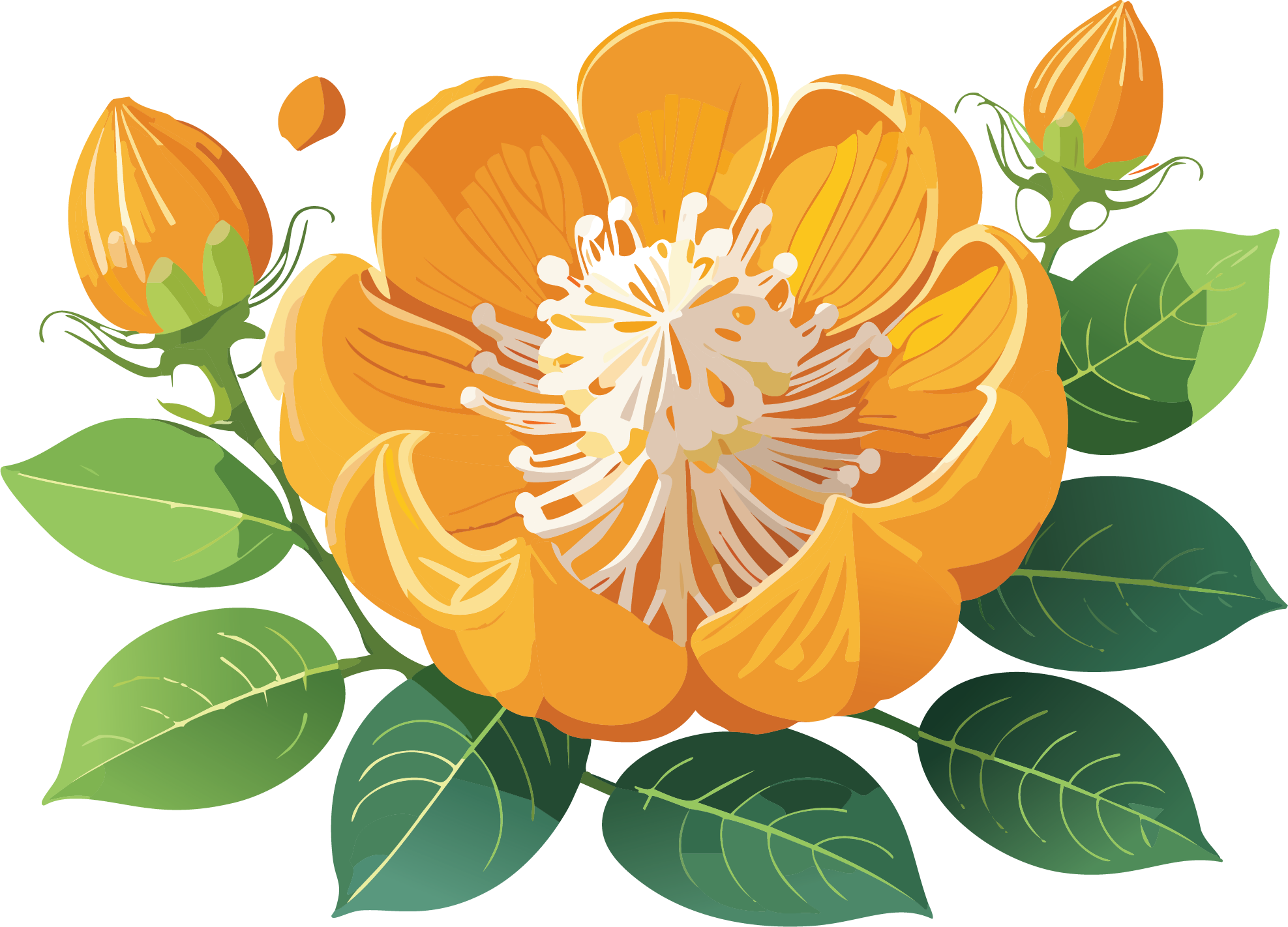 Nutmeg mace flower