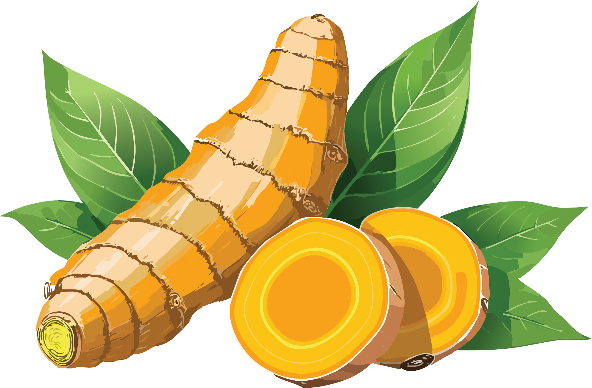 Turmeric root